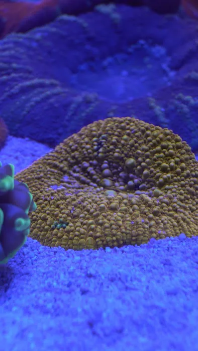 Reefwise Picture 8