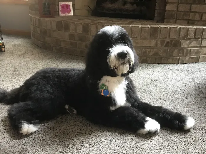 Kriser's Natural Pet Picture 1