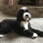 Kriser's Natural Pet