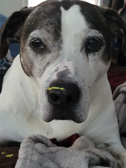 Mahopac Animal Hospital Picture 2