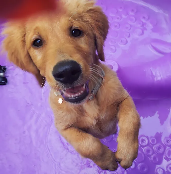 Mahopac Animal Hospital Picture 5