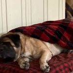 Mahopac Animal Hospital