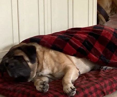 Mahopac Animal Hospital