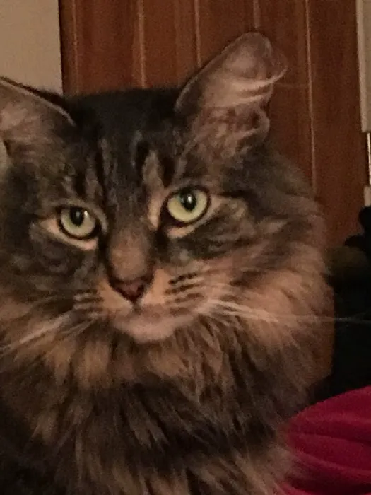 Lincolndale Veterinary Center Picture 1