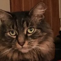 Lincolndale Veterinary Center ico