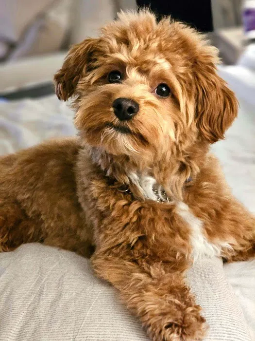 Lincolndale Veterinary Center Picture 2