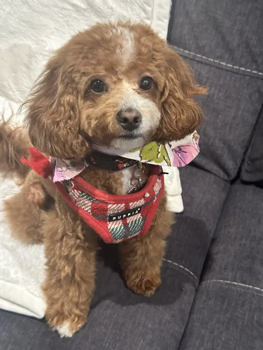 Lincolndale Veterinary Center Picture 5