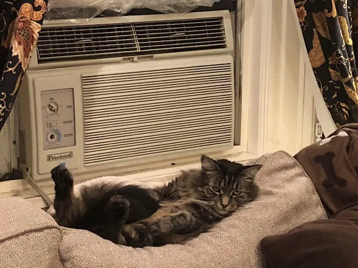 Lincolndale Veterinary Center Picture 3