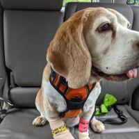 Animal Hospital of Cold Spring ico