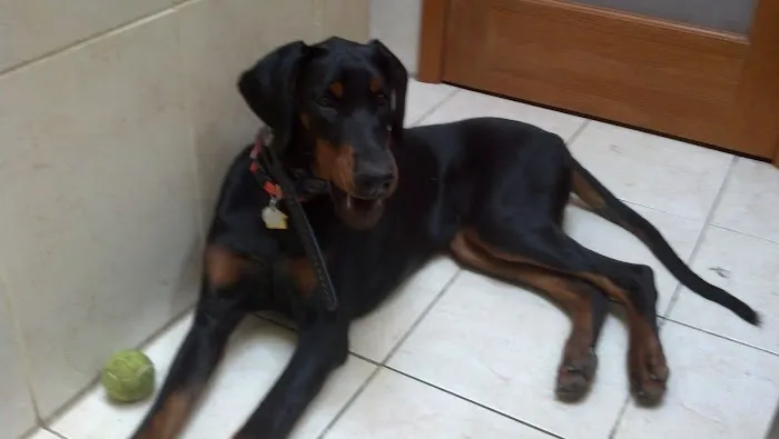 Animal Hospital of Cold Spring Picture 9
