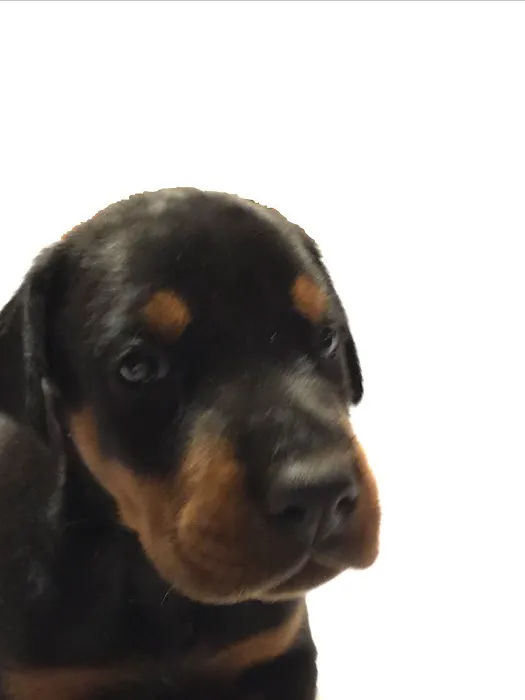 Animal Hospital of Cold Spring Picture 10