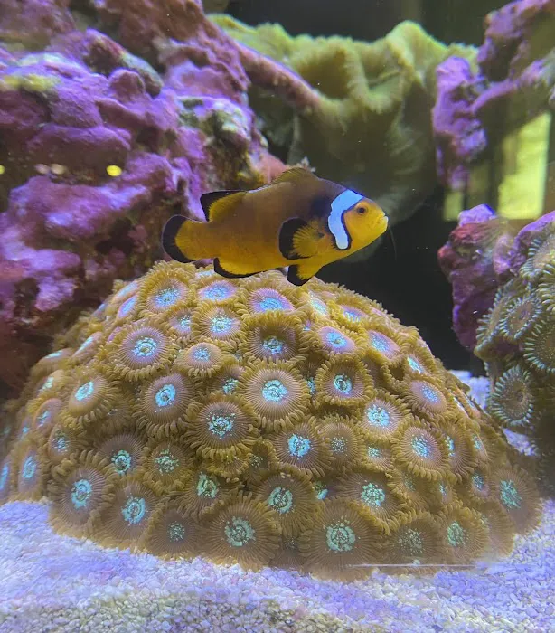 Old Town Aquarium Picture 9