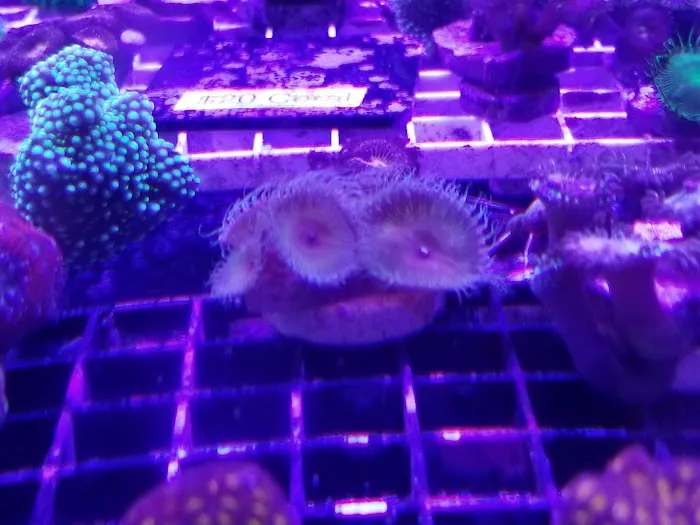 Tank It Easy Picture 4