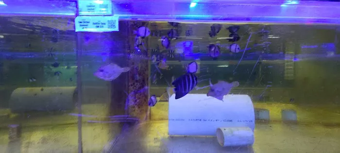 Ocean Reef's Den (ORD) Aquatics Picture 6