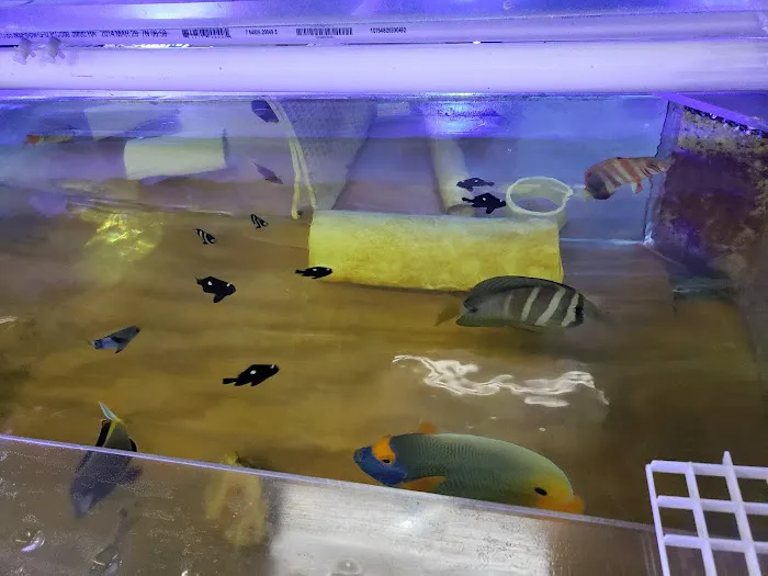 Ocean Reef's Den (ORD) Aquatics Picture 5