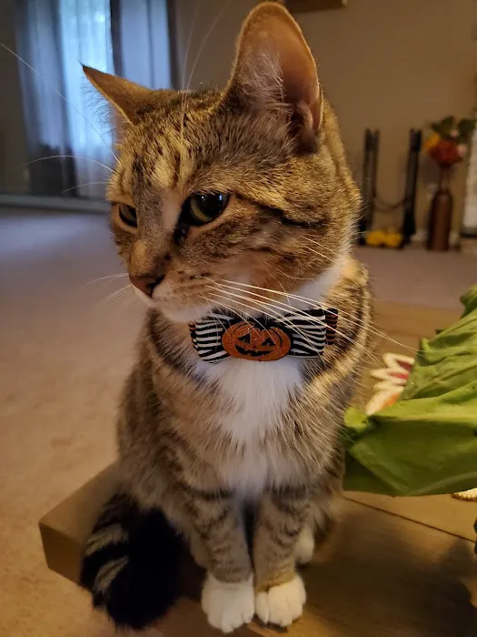 Main Street Veterinary Clinic Picture 1