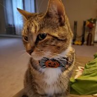 Main Street Veterinary Clinic ico