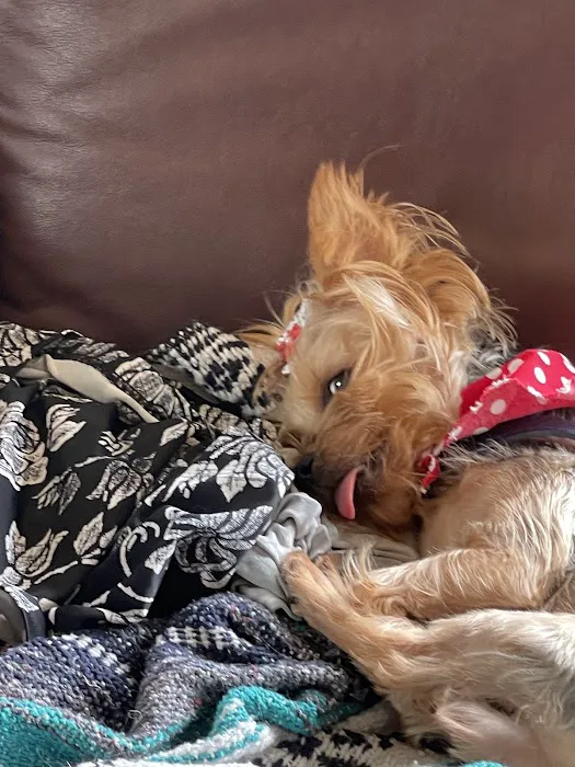 Main Street Veterinary Clinic Picture 7