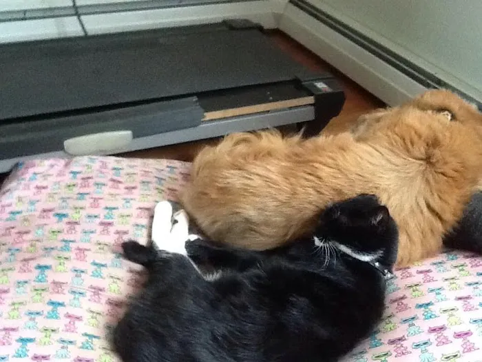 Main Street Veterinary Clinic Picture 2