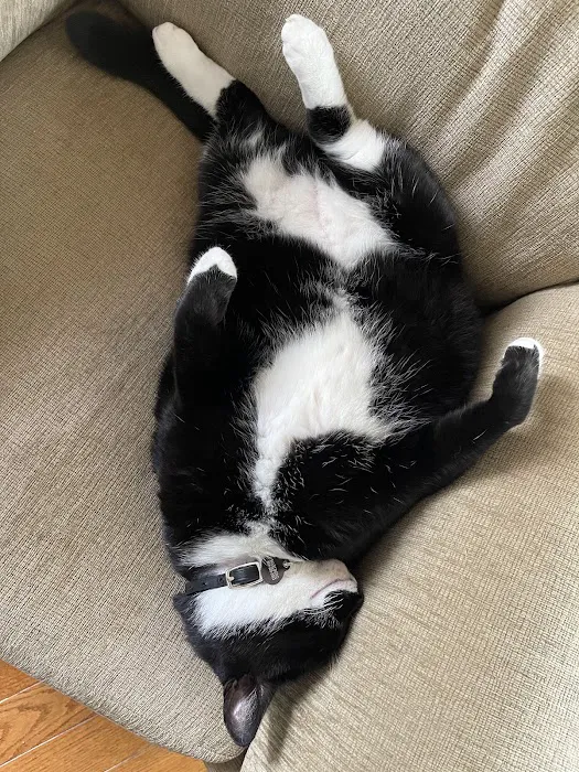 Main Street Veterinary Clinic Picture 4