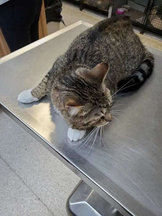 Main Street Veterinary Clinic Picture 9