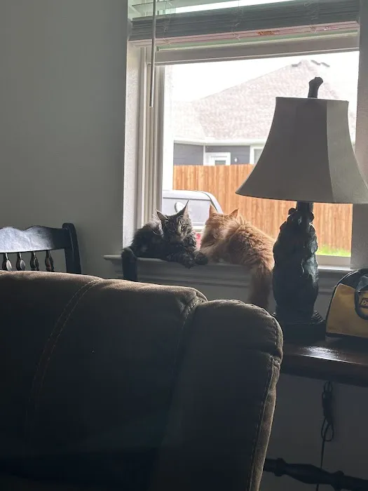 MeoWoof Kittens Picture 6