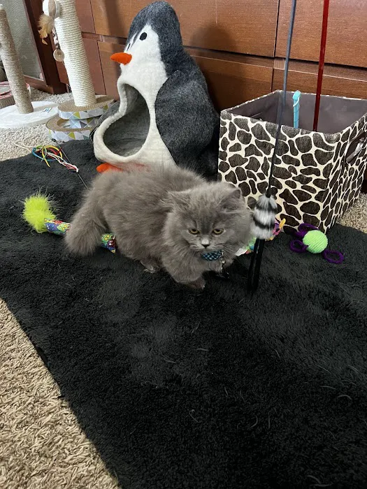 MeoWoof Kittens Picture 3