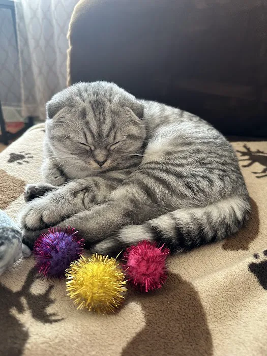 MeoWoof Kittens Picture 5
