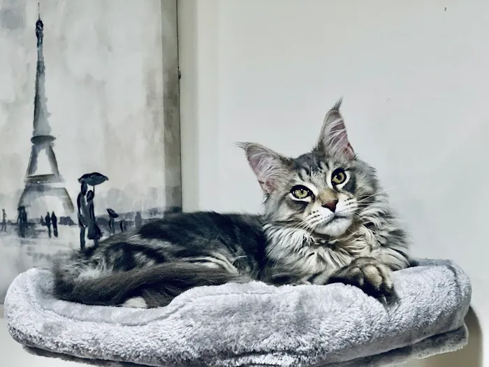 MeoWoof Kittens Picture 1