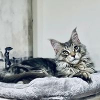 MeoWoof Kittens ico