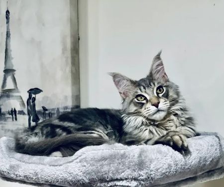 MeoWoof Kittens