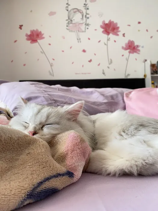 MeoWoof Kittens Picture 10