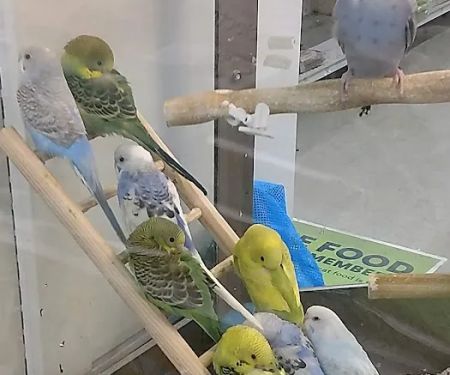 Petco