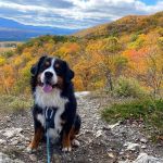 Cornwall Veterinary Hospital