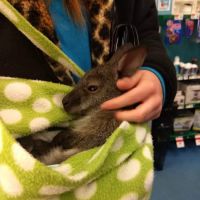 Pet Supplies Plus North Naperville ico