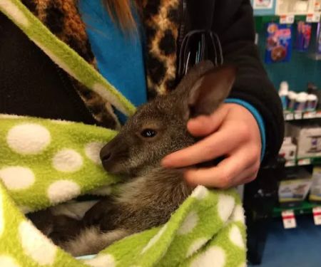 Pet Supplies Plus North Naperville