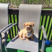 Hudson Valley Veterinary Hospital ico