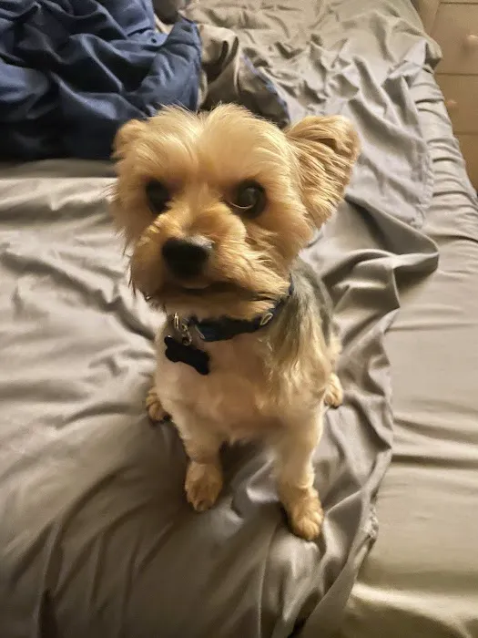 Kriser's Natural Pet Picture 6