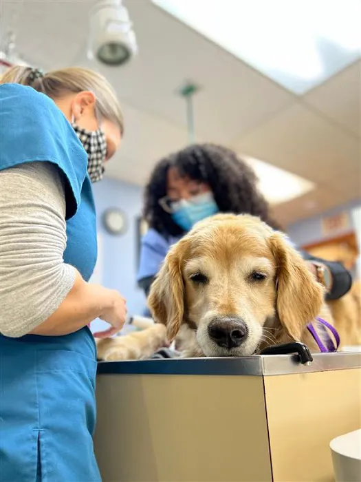 Companion Pet Hospital Picture 2