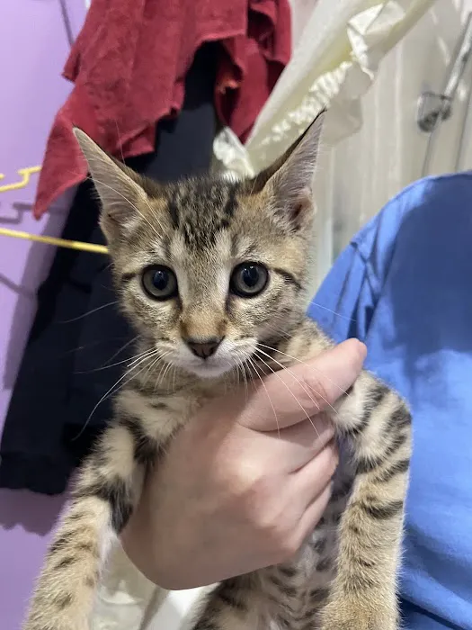 Companion Pet Hospital Picture 5