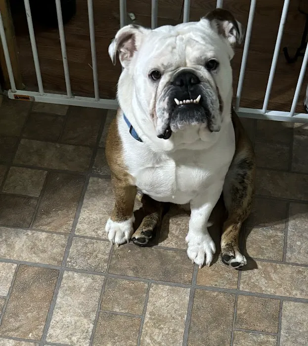 Companion Pet Hospital Picture 10