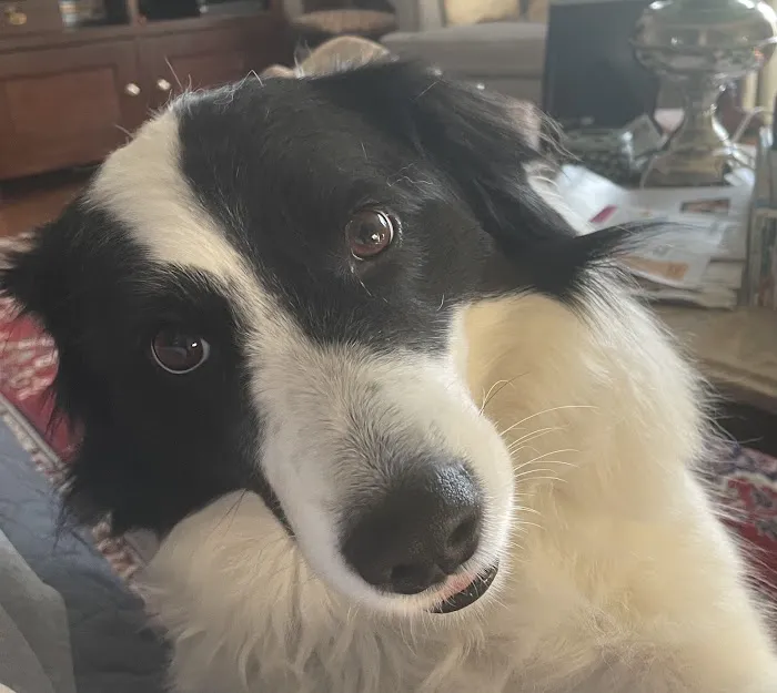 Companion Pet Hospital of Fishkill: Selzner Alisha DVM Picture 1