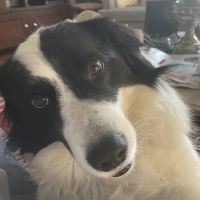 Companion Pet Hospital of Fishkill: Selzner Alisha DVM ico