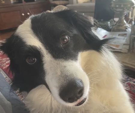Companion Pet Hospital of Fishkill: Selzner Alisha DVM