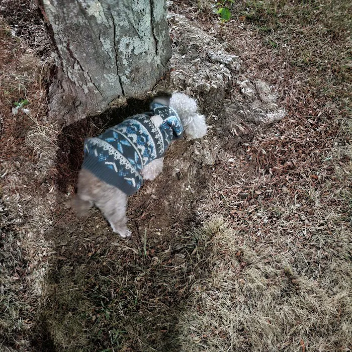 Companion Pet Hospital of Fishkill: Selzner Alisha DVM Picture 2