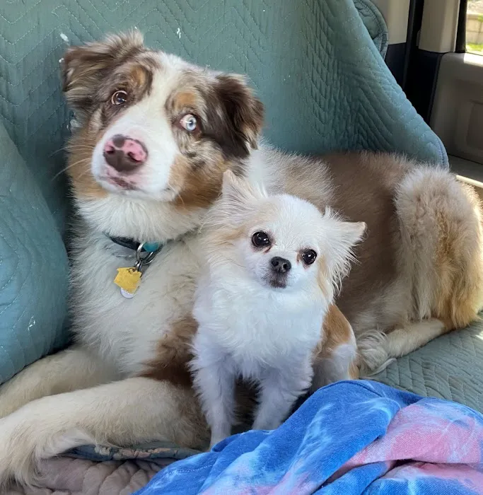 Companion Pet Hospital of Fishkill: Selzner Alisha DVM Picture 4