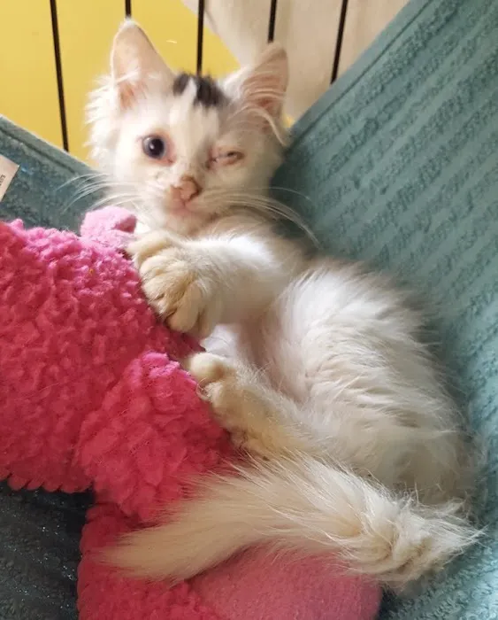 The Beacon Veterinary Associates Picture 2