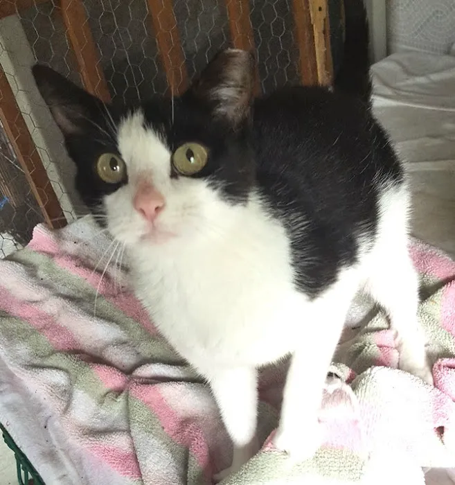 The Beacon Veterinary Associates Picture 1