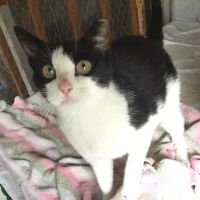 The Beacon Veterinary Associates ico