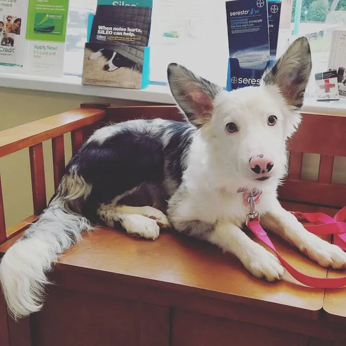 The Beacon Veterinary Associates Picture 5